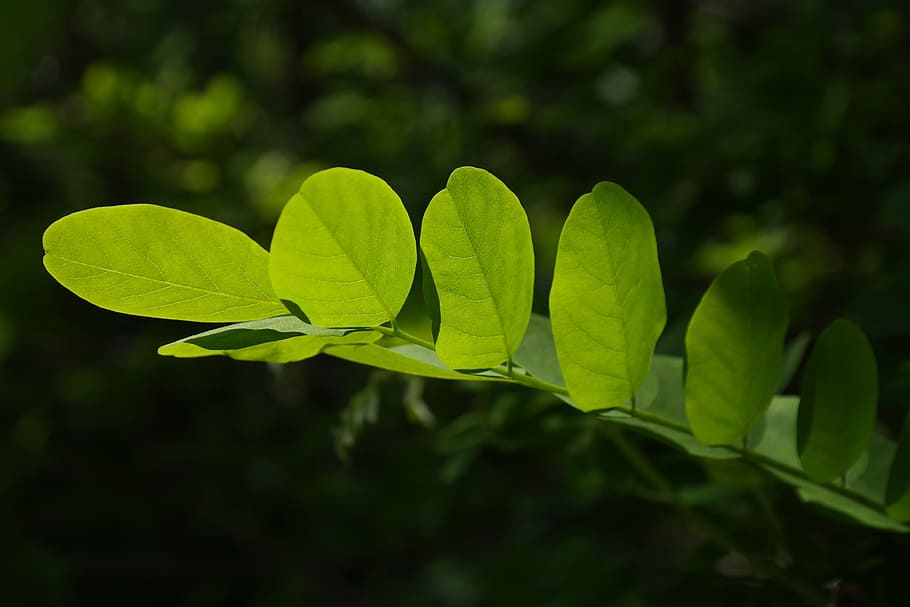 leaves, green, tree, shine through, shades of green, light HD wallpaper