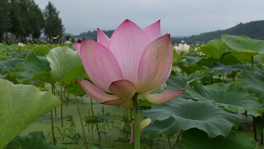 lotus, pond, country, be quiet, pure, water lily, plant, flowering plant HD wallpaper