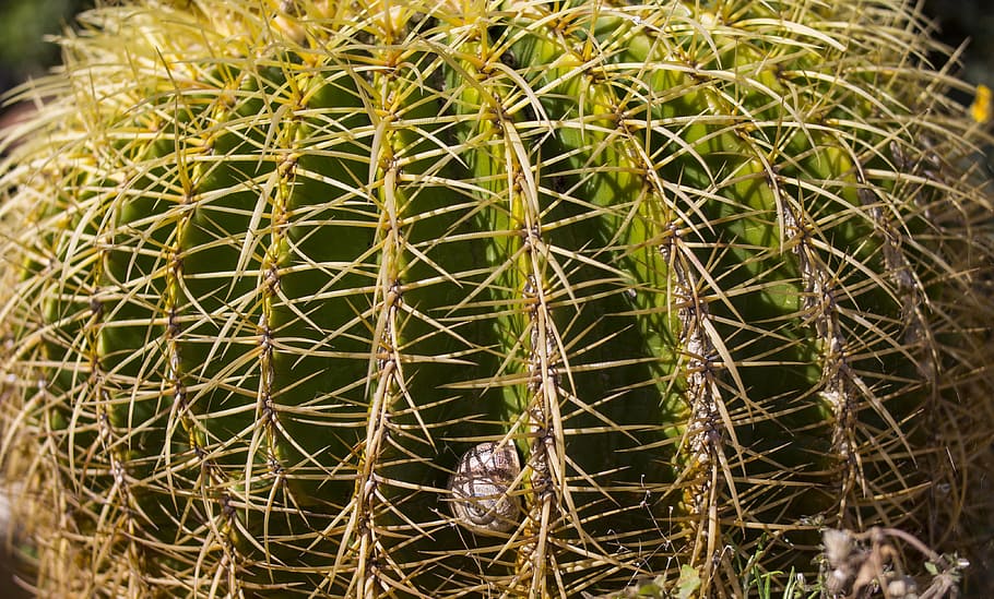 Cactus, Snail, Jail, Thorns, Trapped, skewers, plant, garden HD wallpaper