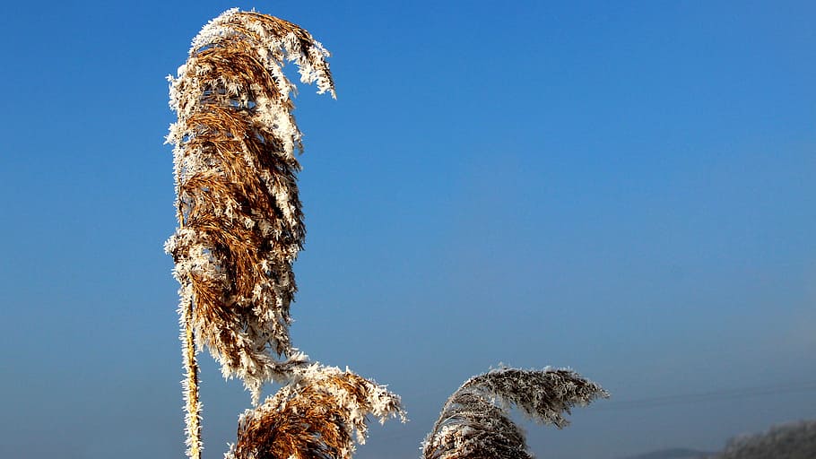 nature, summer, field, grass, plant, cold, fog, frost, sky HD wallpaper
