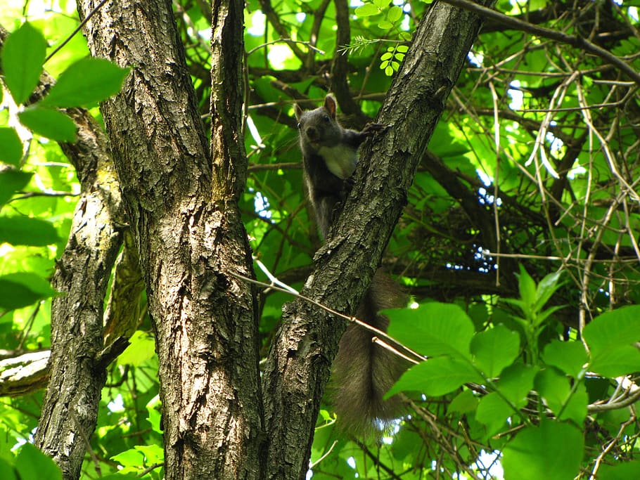 squirrel, forest, animal, animal themes, plant, one animal HD wallpaper