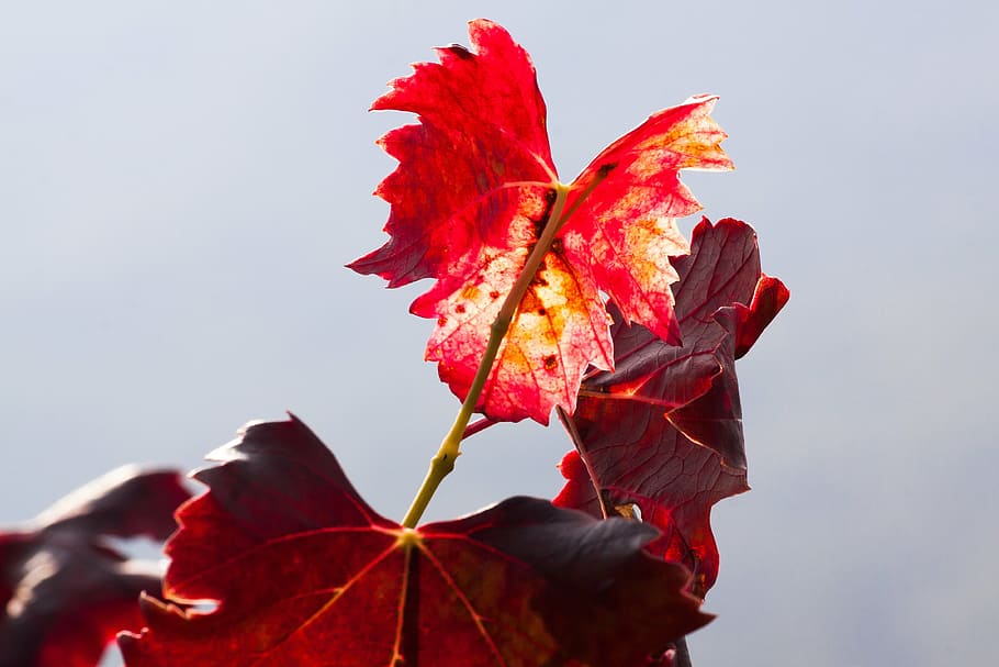 wine, leaf, wine harvest, vineyard, plant, autumn, autumn colours HD wallpaper