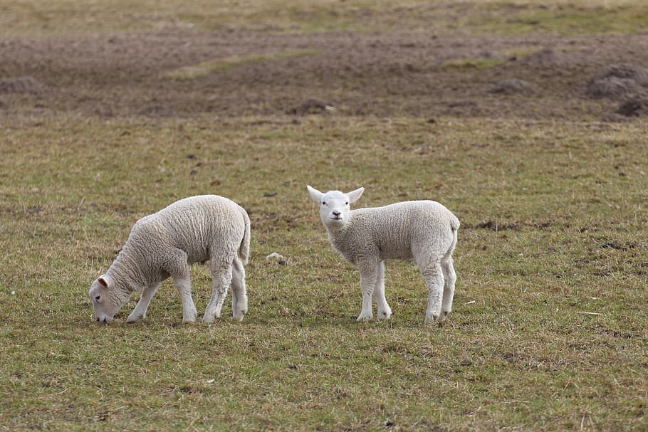 two white sheeps on grass during daytime, Lambs, Animal, schäfchen HD wallpaper