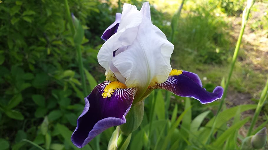 iris, flower, spring, sun, nature, garden, spring flowers, bright flower HD wallpaper