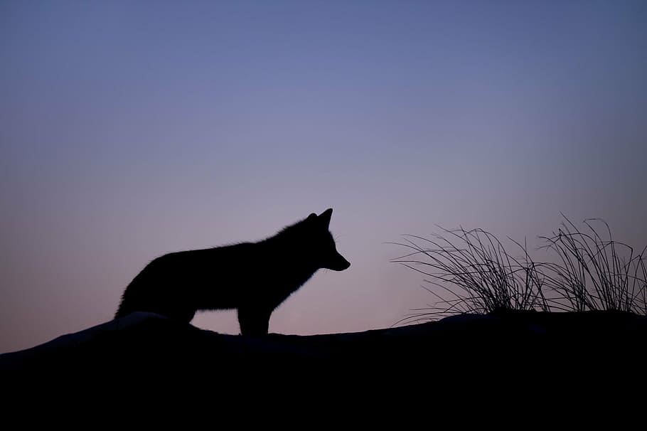 wolf standing near grass, silhouette, animals, wolves, land HD wallpaper