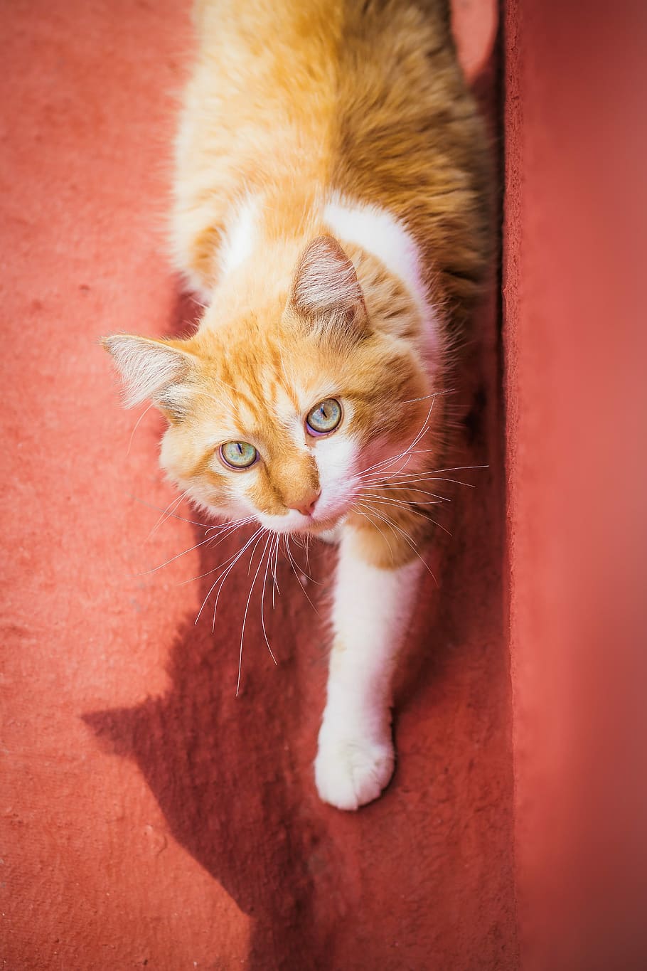 Cat, Cute, Adorable, Pet, Animal, Kitten, domestic, feline HD wallpaper