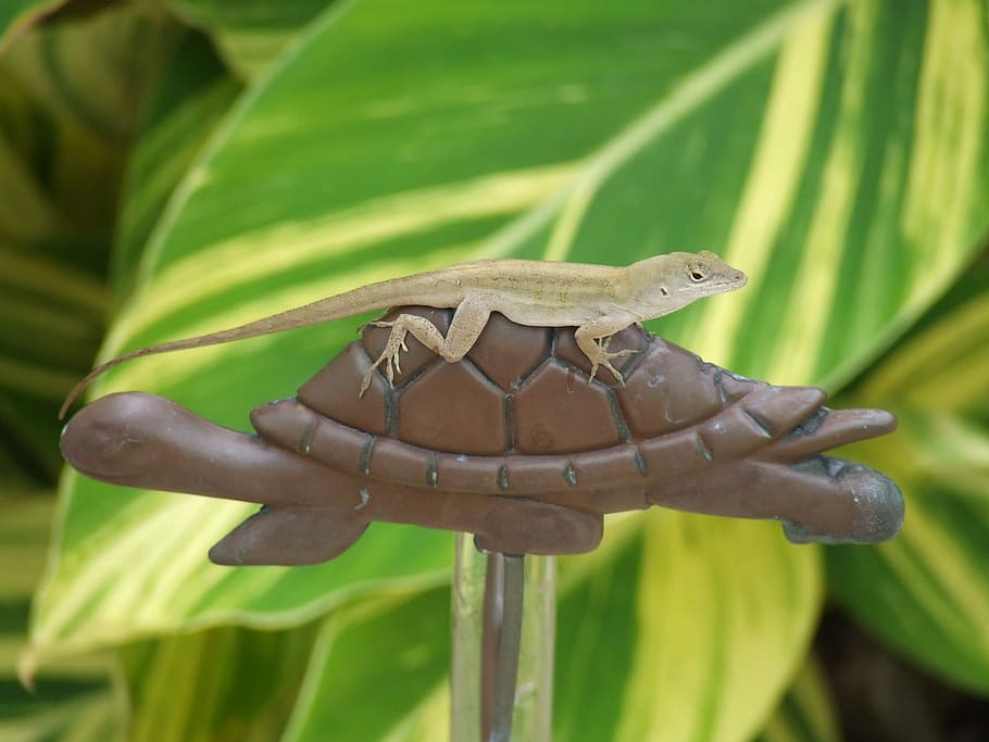 Lizard, Turtle, Animal, World, Anole, one animal, animal wildlife HD wallpaper