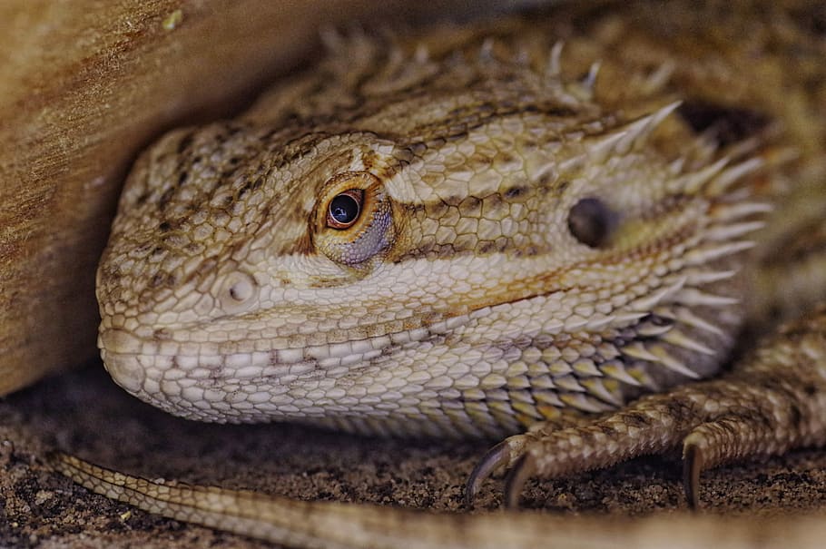 depth photography of breaded dragon, brown bearded dragon closeup photography HD wallpaper