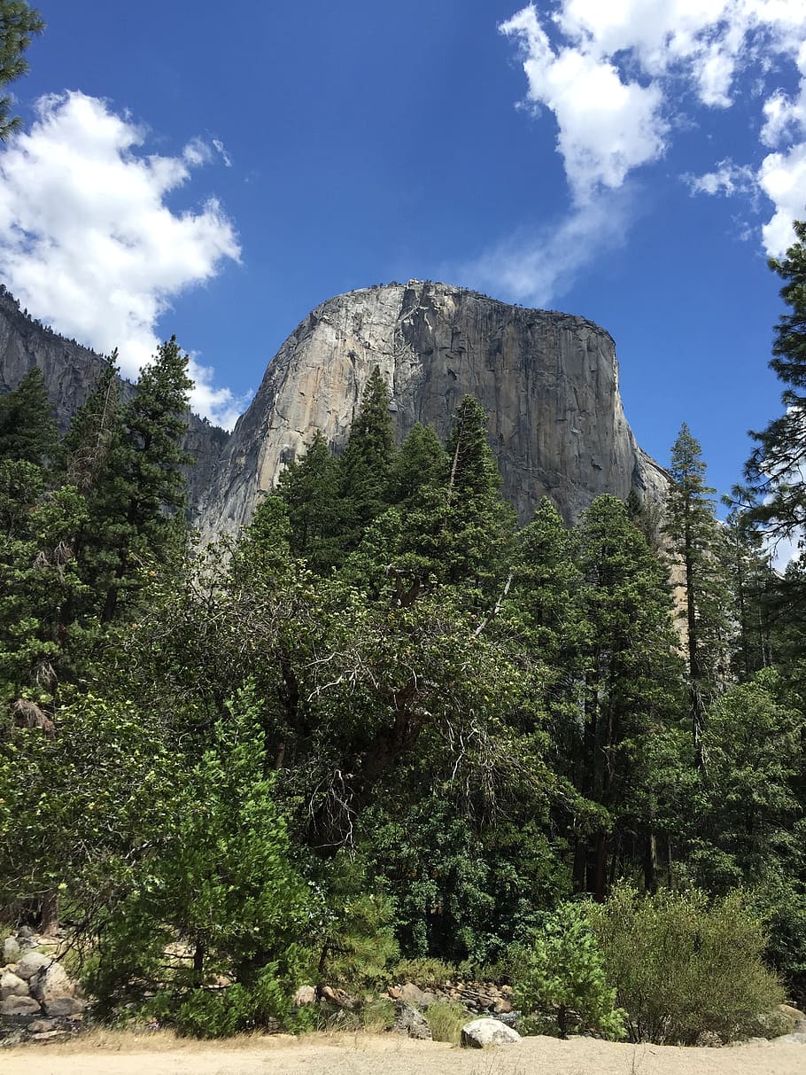 el, capitan, yosemite, plant, tree, sky, nature, growth, beauty in nature HD wallpaper