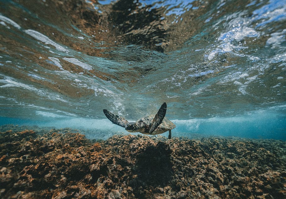 underwater photography of turtle, grey turtle on water, sea, nature HD wallpaper