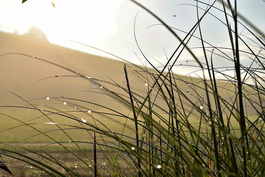 grass, landscape, meadow, green, nature, blade of grass, background HD wallpaper
