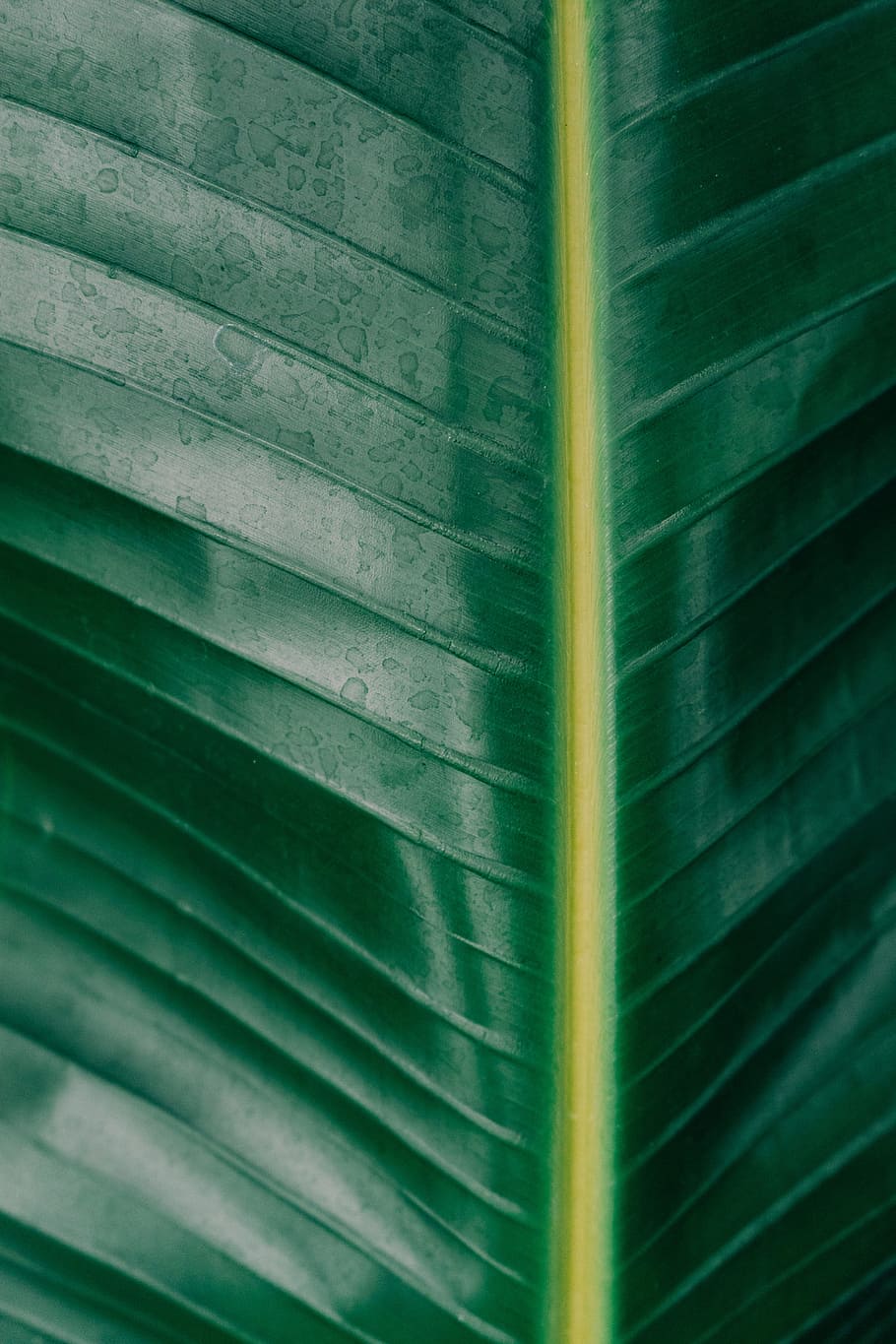 green leaf, untitled, close up photography, banana tree, tree leaf HD wallpaper