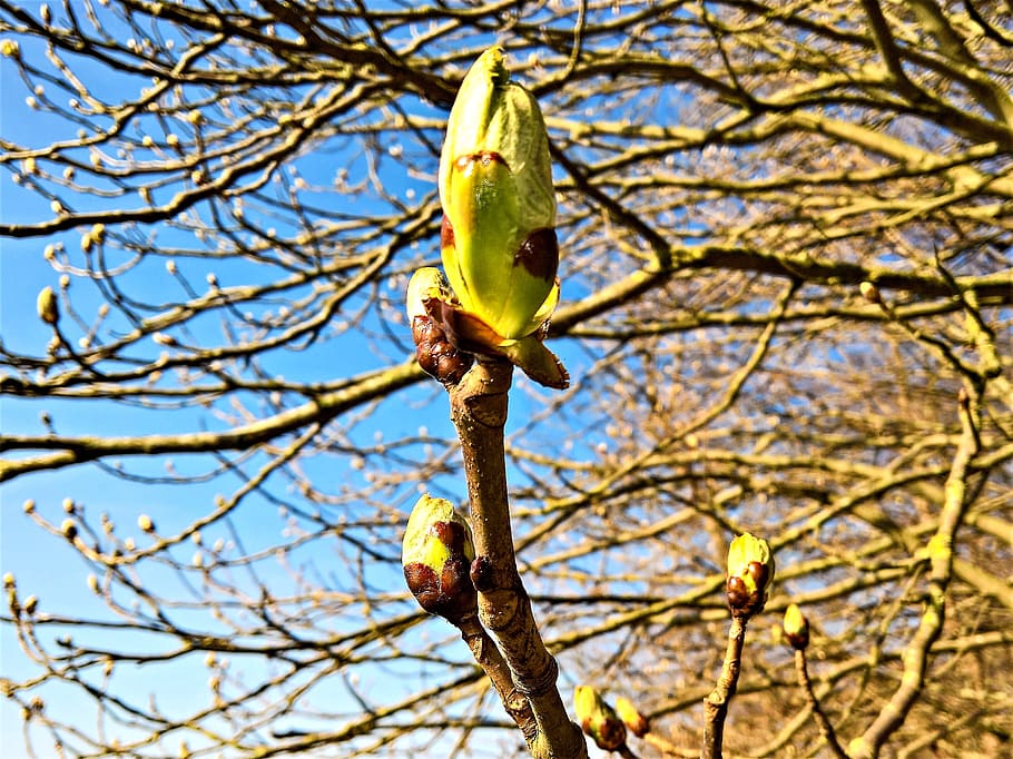 tree, tree buds, large, furry, spring, nature, close up, spring awakening HD wallpaper