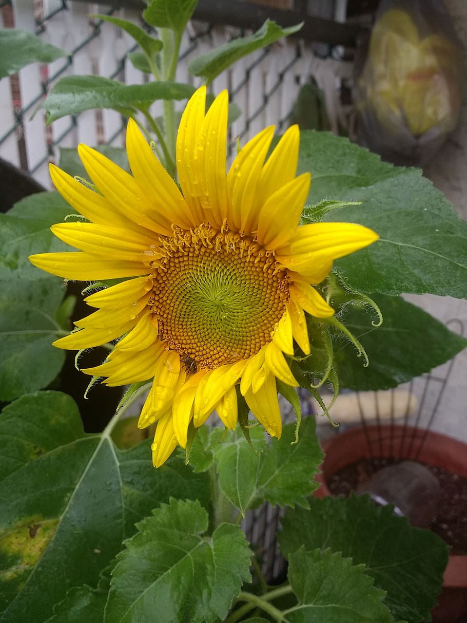 sunflower, garden, sprout, flowering plant, growth, yellow HD wallpaper