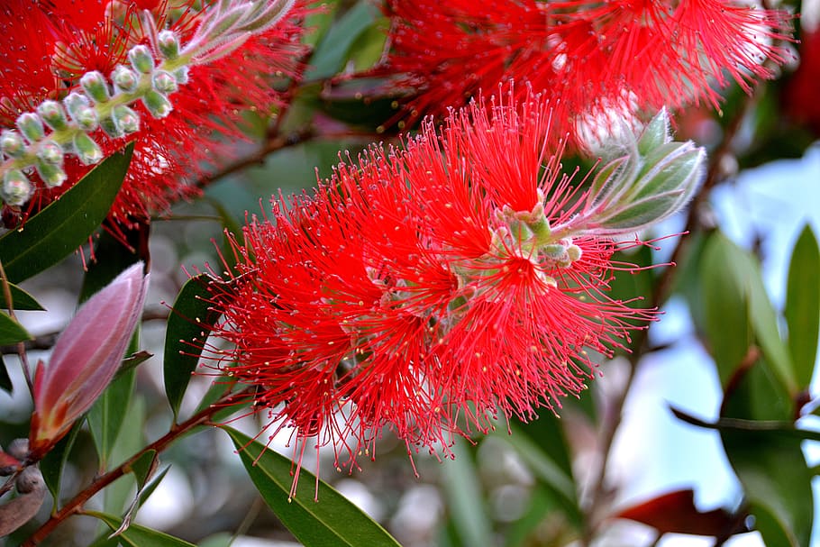 red flower, bottlebrush, flora, botany, nature, flowering, garden HD wallpaper