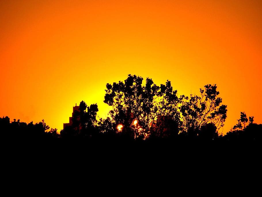silhouette of trees during orange sunset, dusk, evening, sky HD wallpaper