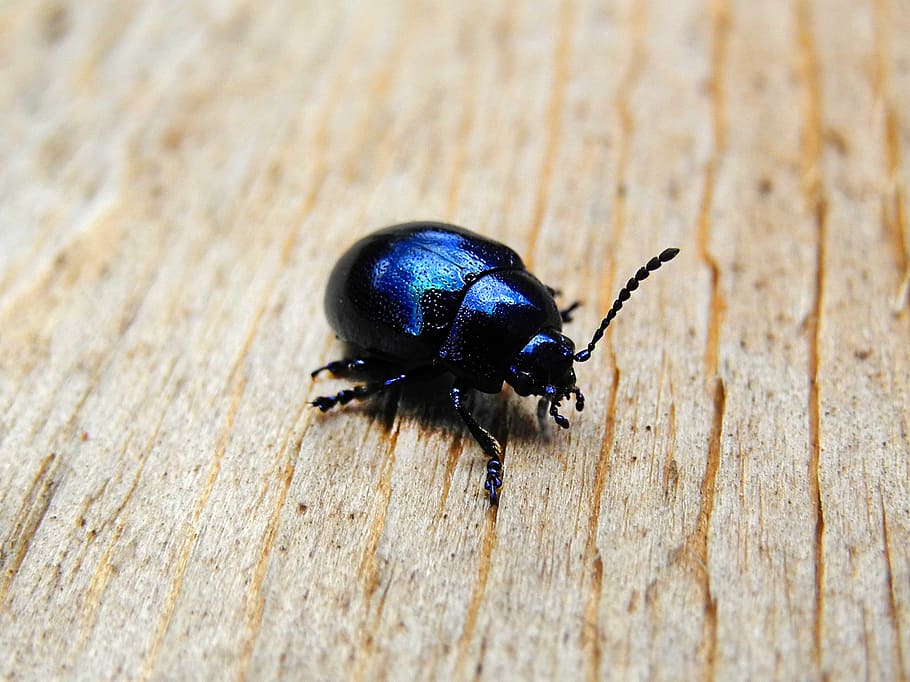 beetle, black, black beetle, insect, dung beetles, invertebrate, HD wallpaper
