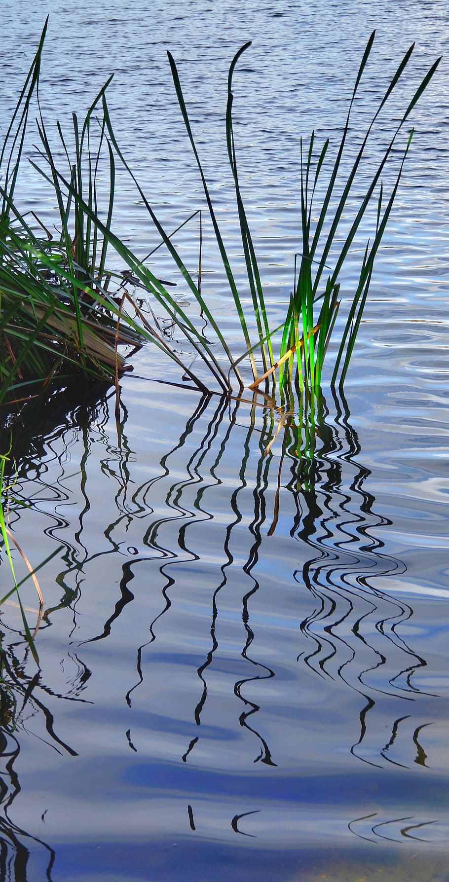 river, grass, reflection, spain, water, lake, plant, nature HD wallpaper