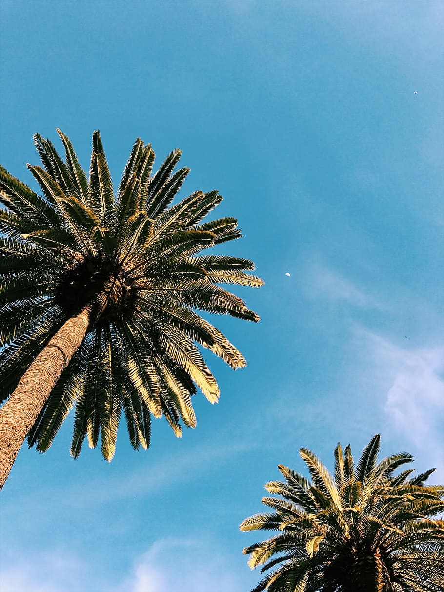 twp palm trees under blue sky at daytime, low angle photo of palm tree under blue sky during golden hour HD wallpaper