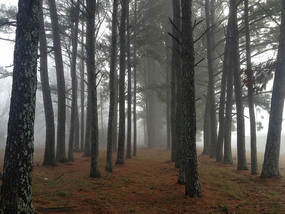 brown trees covered in white fog, foggy forest, nature, fall HD wallpaper