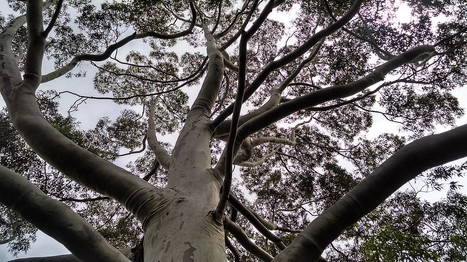 flying, nature, old tree, trunk, life, twigs, branch, forest HD wallpaper