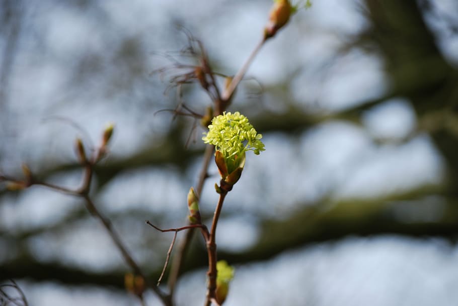 blossom, bloom, spring, close, branch, nature, tree, plant HD wallpaper