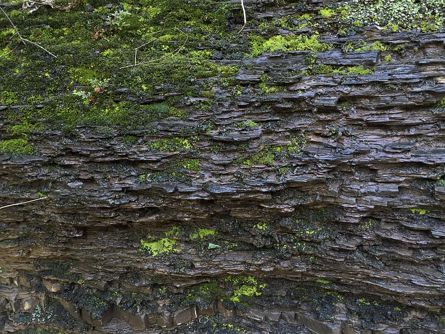 Brick Wall, Ancient Times, nature, tree trunk, textured, full frame HD wallpaper