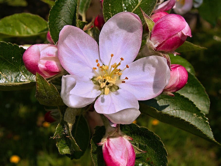 Flower, Apple Tree, Vernal, nature, plant, petal, leaf, flower Head HD wallpaper