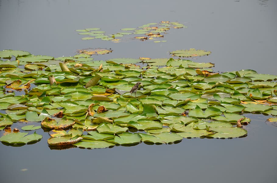 water, green, float, leaf, plant, plant part, lake, flower HD wallpaper