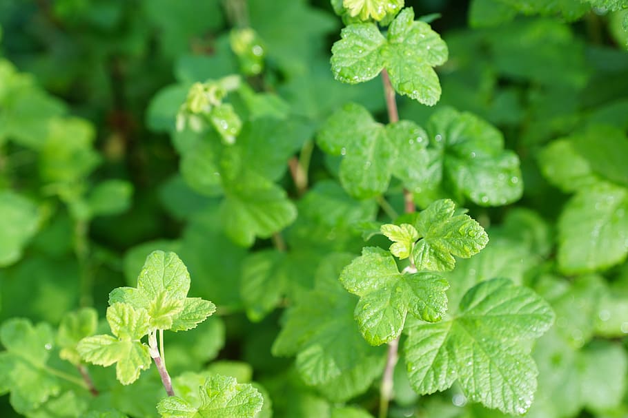 currant, bush, leaves, green, spring, aroma, perfume, active substance HD wallpaper