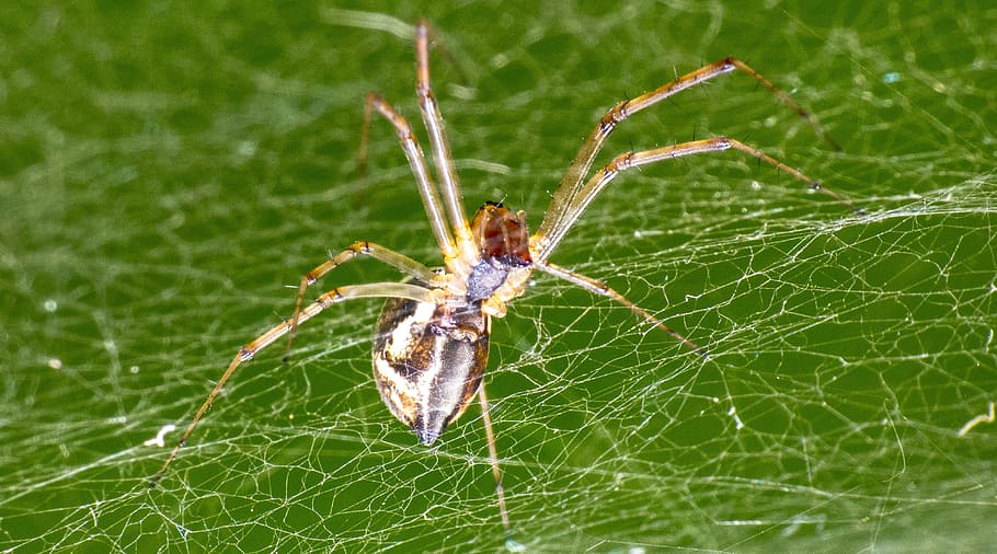spider, insect, arachnid, cobweb, macro, close, animal, network HD wallpaper