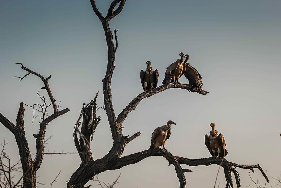 five vulture birds standing on bare tree, five vultures perching on tree, HD wallpaper