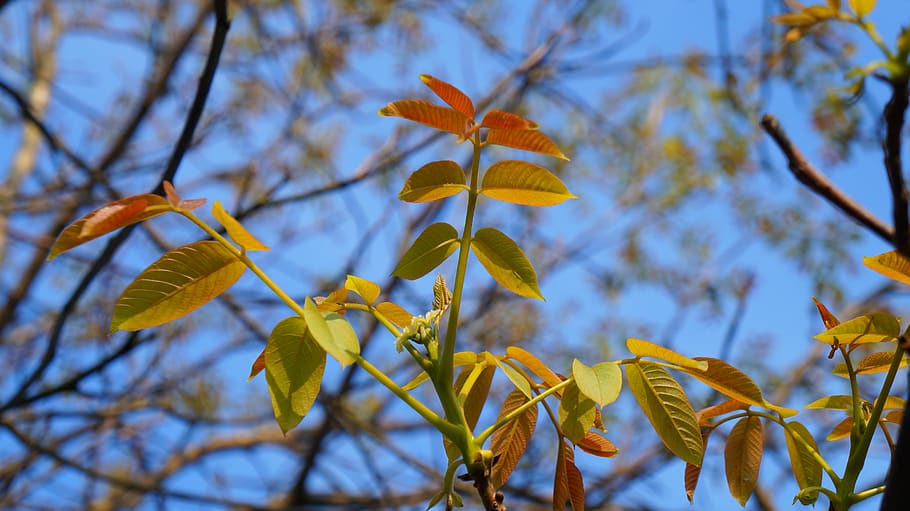 nature, plants, young, leaflet, spring, twigs, sky, tree, branch HD wallpaper