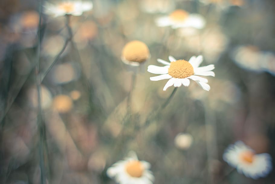 Lonely Daisy, flowers, nature, plant, outdoors, summer, meadow, HD wallpaper