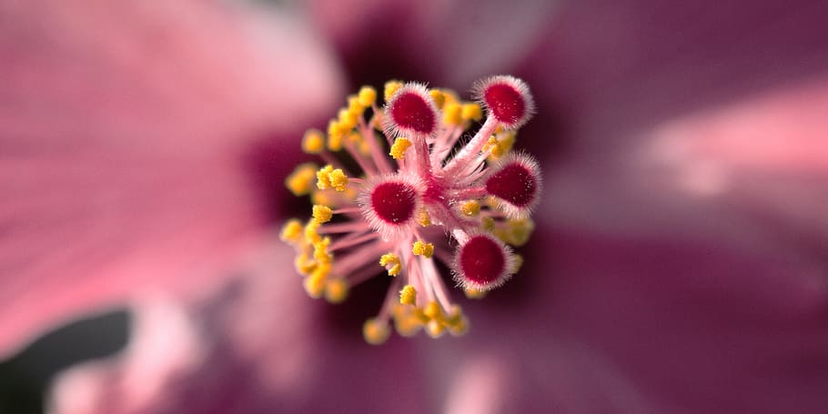 macro photography of pink hibiscus pollen grains and stamen HD wallpaper