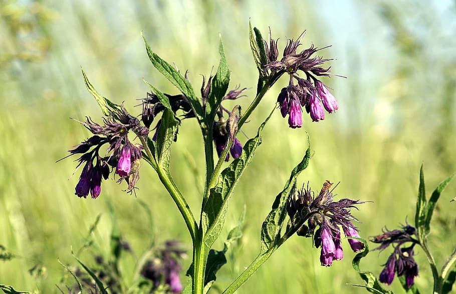 flower, grasshopper, cup, hanging, weed, corn, field, the cultivation of HD wallpaper