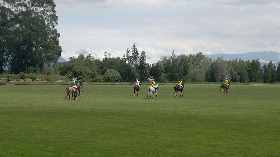 court, polo, sky, players, sport, grass, plant, group of people, HD wallpaper