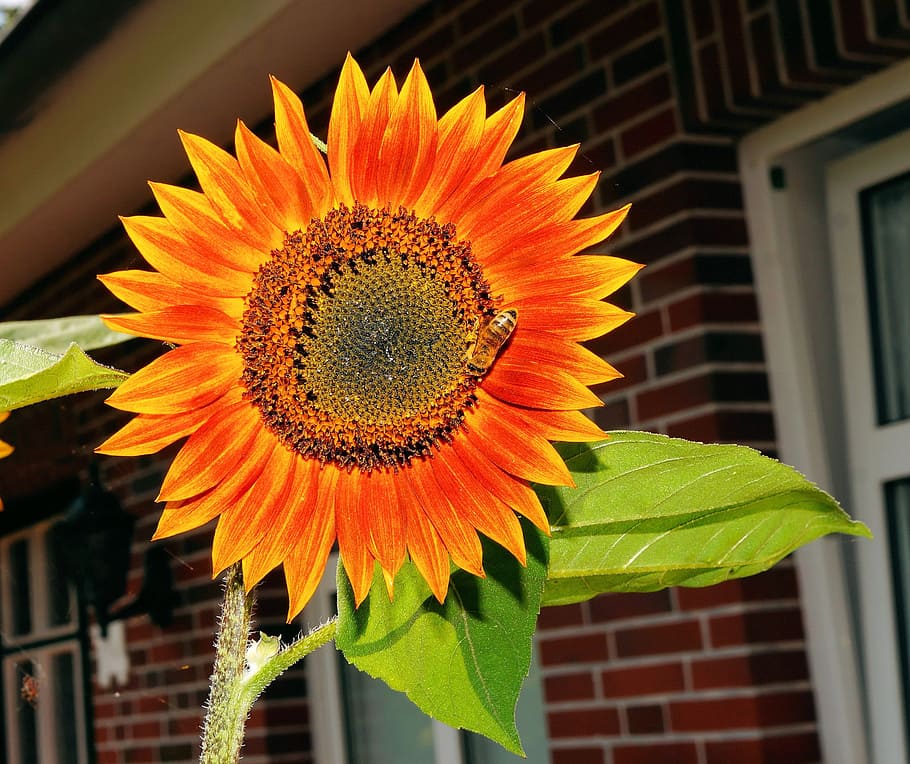 sun flower, blossom, bloom, summer, colorful, bright, petals HD wallpaper