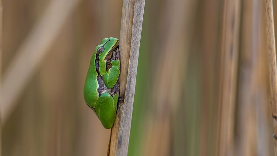 tilt shift photography of green frog, tree frog green, tree-frog HD wallpaper
