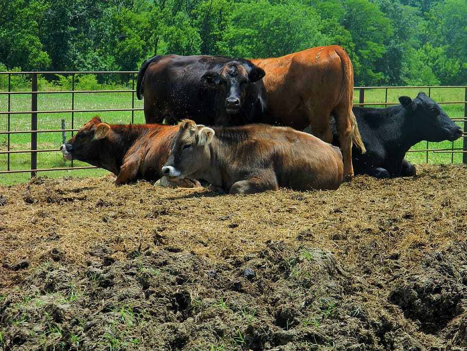 group of heifers, calves, beef cattle, cross bred calves, mammal, HD wallpaper