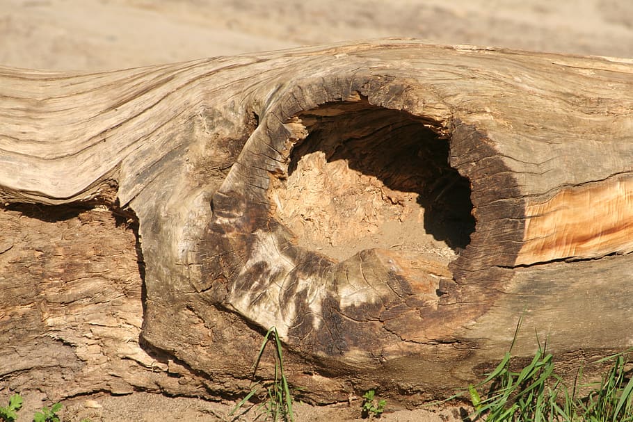 nature, trunk, tree, wood, no people, solid, rock, rock - object HD wallpaper