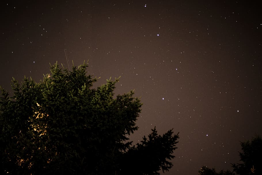 green trees under stary night, nature, star - Space, astronomy HD wallpaper