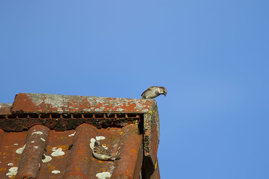 sperling, house sparrow, hide, search, animal themes, clear sky HD wallpaper