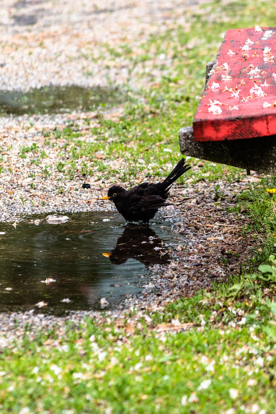 bird, thrush, blackbirds, water, one animal, animal themes HD wallpaper