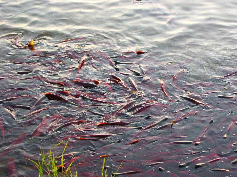 fish, salmon, chum, spawning, a flock of, yama, backwater, beach HD wallpaper
