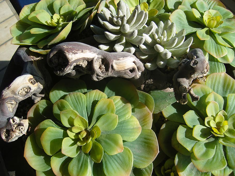 agave, plant, root, cactus, nature, animal, no people, growth HD wallpaper