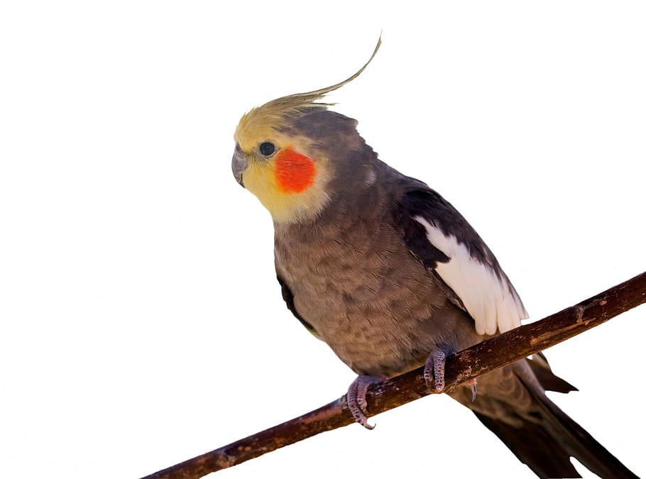 Cockatiel 1080P, 2K, 4K, 5K HD wallpapers free download | Wallpaper Flare