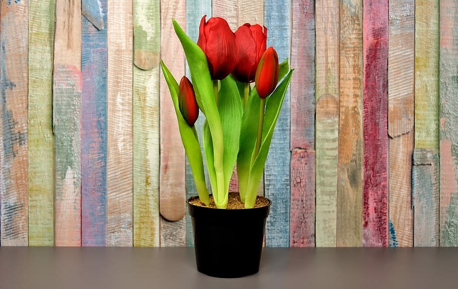 four red tulips on black pot, flowers, artificial, spring, plant HD wallpaper