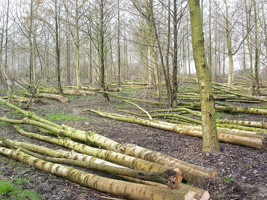 forest, plants, trees, trunk, land, deforestation, log, timber HD wallpaper