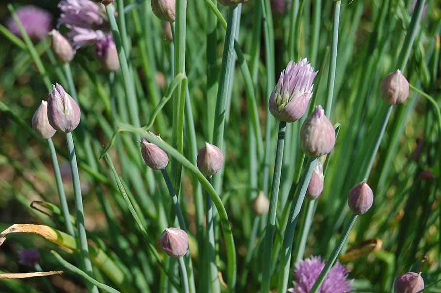 aromatic plant, chive, garden, flower, flowering plant, growth HD wallpaper